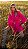 VESTIDO PINK COM CINTO - Imagem 2