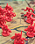 Guerra do Anel — 2ª Edição (jogo de tabuleiro) - Imagem 8