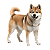 Banho Para Akita - Imagem 3