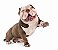 Banho American Bully - Imagem 2
