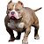 Banho American Bully - Imagem 1