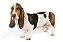 Banho Basset Hound - Imagem 1