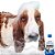 Banho Basset Hound - Imagem 2