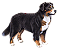 Banho Bernese Mountain Dog - Imagem 2