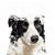 Banho Border Collie - Imagem 2