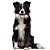 Banho Border Collie - Imagem 1