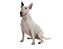 Banho Bull Terrier - Imagem 1