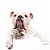 Banho Bulldog Americano - Imagem 2