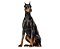 Banho Dobermann - Imagem 1