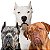 Banho Dogo/Bourdeaux/Corso - Imagem 1