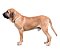 Banho Fila Brasileiro - Imagem 1