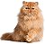 Banho Gato Persa - Imagem 1