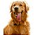 Banho Golden Retriever - Imagem 1