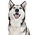 Banho Husky Siberiano - Imagem 1