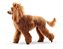 Banho Poodle Grande/Gigante - Imagem 1