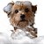 Banho Yorkshire Terrier - Imagem 2