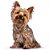 Banho Yorkshire Terrier - Imagem 1