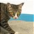 Areia Pipicat Classic para Gatos 4 kg - Imagem 2