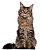Banho Gato Maine Coon - Imagem 1