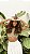 Blend De Òleos Nobres Golden Curls 100ml - Imagem 2