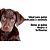 Shampoo e Condicionador Pet Clean Filhote 700ML - Imagem 4