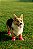 Botinhas Pet - Imagem 2
