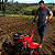Motocultivador Microtrator Trasmissão Direta 7hp Kawashima - Imagem 1