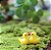 Kit 10 mini patos Decoração Maquetes, Mini Mundos, Terrário - Imagem 4