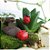20 Mini Joaninhas para terrários ou mini jardins de suculentas e cactos - Imagem 3