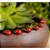 20 Mini Joaninhas para terrários ou mini jardins de suculentas e cactos - Imagem 1