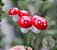Mini Cogumelos Decoração De Terrários E Mini Mundos 10 Peças - Imagem 2