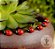50 Joaninhas Miniaturas Terrário Mini Mundo Jardim Decoração - Imagem 3