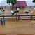 SÍTIO capim-guiné – Kit Mini Fazenda com Vaquinhas, Cercas, Arvores – Maquete,Terrário, Diorama Trabalho Escolar - Imagem 2