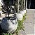 Vaso Redondo de Concreto 45x40 M - Green Globe - Imagem 4
