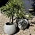 Vaso Redondo de Concreto 45x40 M - Green Globe - Imagem 7