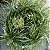 Vaso Bacia de concreto 18x41 P - Concrete Green - Imagem 5