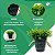 Balde De Vaso Com Alça E Plantinha Atificial Decorativa Plantas Artificiais Eucalipto - Imagem 6