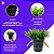 Balde De Vaso Com Alça E Plantinha Atificial Decorativa Plantas Artificiais Eucalipto - Imagem 9