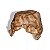 Toca - Tropical (Tam. Jumbo) | Terrestre Pets - Imagem 3