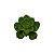 Planta Artificial p/ Terrário - 002 - Imagem 1