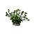 Planta Artificial p/ Terrário - 018 - Imagem 1