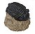 Fóssil de Trilobita (RÉPLICA) - Imagem 1