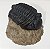 Fóssil de Trilobita (RÉPLICA) - Imagem 5