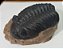 Fóssil de Trilobita (RÉPLICA) - Imagem 3