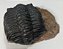 Fóssil de Trilobita (RÉPLICA) - Imagem 6
