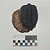 Fóssil de Trilobita (RÉPLICA) - Imagem 2