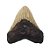 Fóssil de Dente de Megalodon (RÉPLICA) - Imagem 1