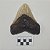 Fóssil de Dente de Megalodon (RÉPLICA) - Imagem 2