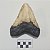 Fóssil de Dente de Megalodon (RÉPLICA) - Imagem 4