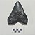 Fóssil de Dente de Megalodon (RÉPLICA) - Imagem 7